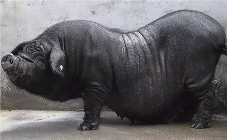 怀孕母猪能不能补硒(怀孕母猪可以补钙和锌吗)-硒宝网