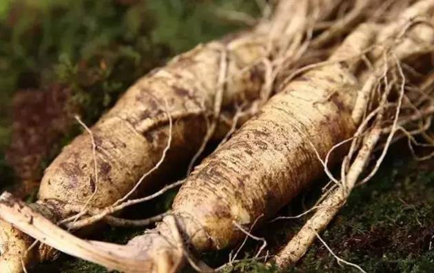 补硒后能吃西洋参吗(硒能和西洋参一起吃吗)-硒宝网