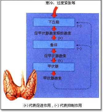 甲亢突眼补硒有用吗(甲亢补硒能减少复发吗)-硒宝网