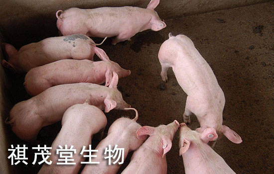 母猪补硒的药多少钱(母猪补硒补多少)-硒宝网