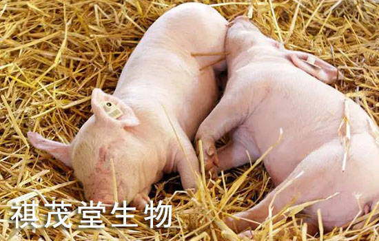 母猪补硒的药多少钱(母猪补硒补多少)-硒宝网