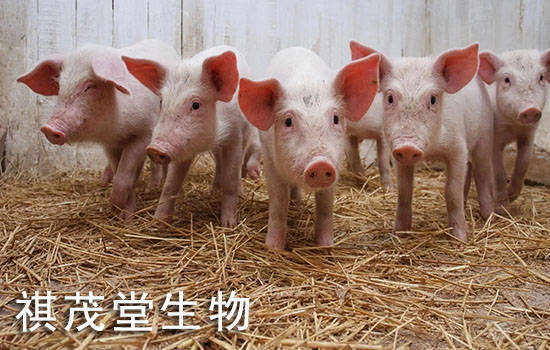 母猪补硒的药多少钱(母猪补硒补多少)-硒宝网