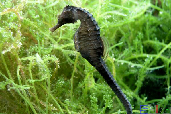 男士可以补硒吗百度(硒对男士有什么好处)-硒宝网