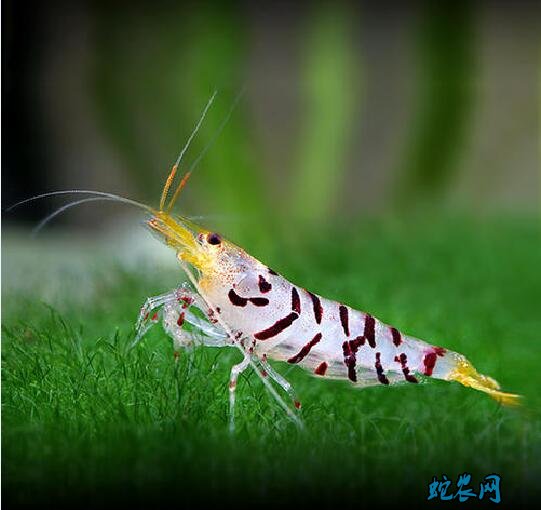 男士可以补硒吗百度(硒对男士有什么好处)-硒宝网