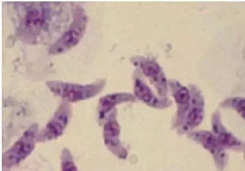 被狗咬了能不能补硒(狗狗可以补硒吗)-硒宝网