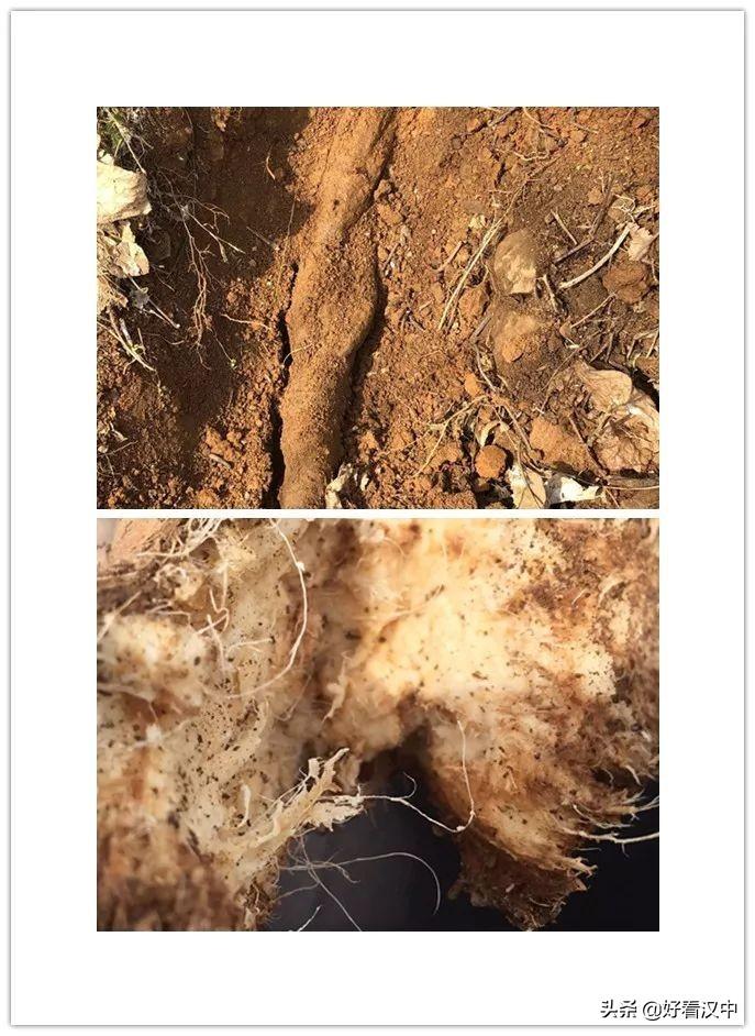 喝着葛根粉能补硒吗（能喝补粉葛根硒的中药吗）-硒宝网