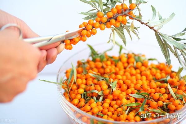 脑动脉瘤可以补硒吗(脑动脉瘤可以吃燕窝吗)-硒宝网