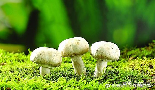 淋巴瘤患者可补硒吗(淋巴瘤硒)-硒宝网