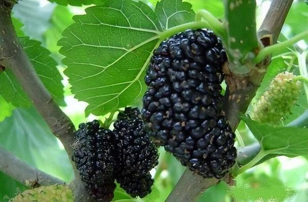 阴道炎补硒有好处吗（妇科炎症补硒能好吗）-硒宝网