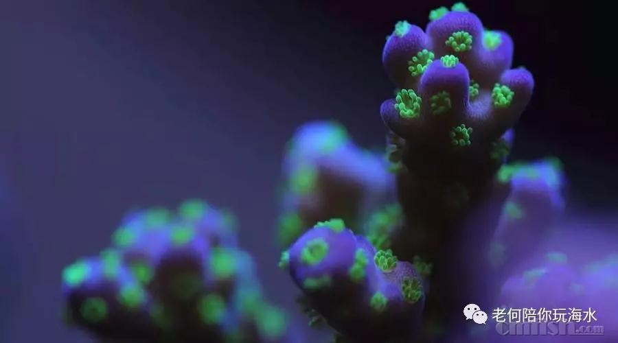 硒镁铁缺这怎么补?。ㄈ备泼咎趺床梗?硒宝网