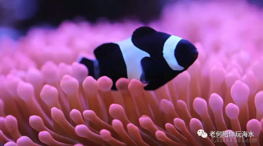 硒镁铁缺这怎么补啊（缺钙镁铁怎么补）-硒宝网