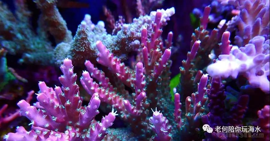 硒镁铁缺这怎么补?。ㄈ备泼咎趺床梗?硒宝网