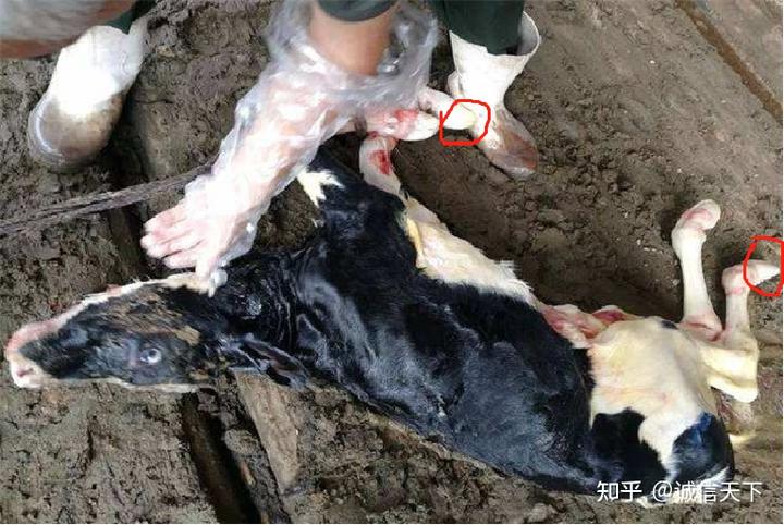 头产小母牛用补硒吗（牛犊补硒方法）-硒宝网