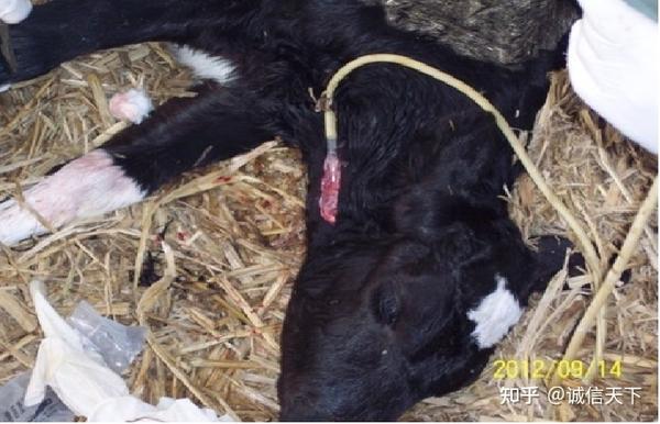 头产小母牛用补硒吗（牛犊补硒方法）-硒宝网