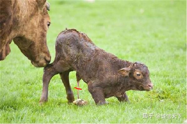 头产小母牛用补硒吗（牛犊补硒方法）-硒宝网