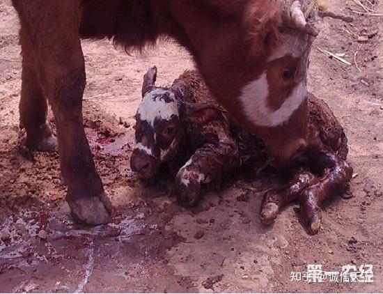 头产小母牛用补硒吗（牛犊补硒方法）-硒宝网