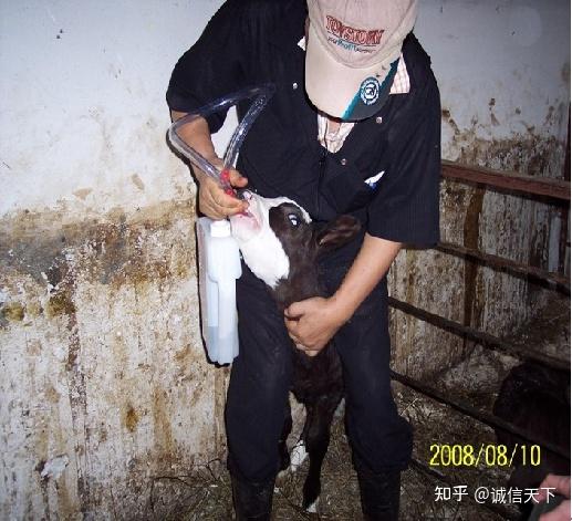 头产小母牛用补硒吗（牛犊补硒方法）-硒宝网