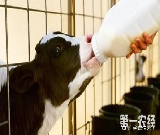 头产小母牛用补硒吗（牛犊补硒方法）-硒宝网