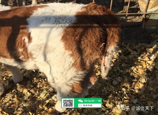 头产小母牛用补硒吗（牛犊补硒方法）-硒宝网