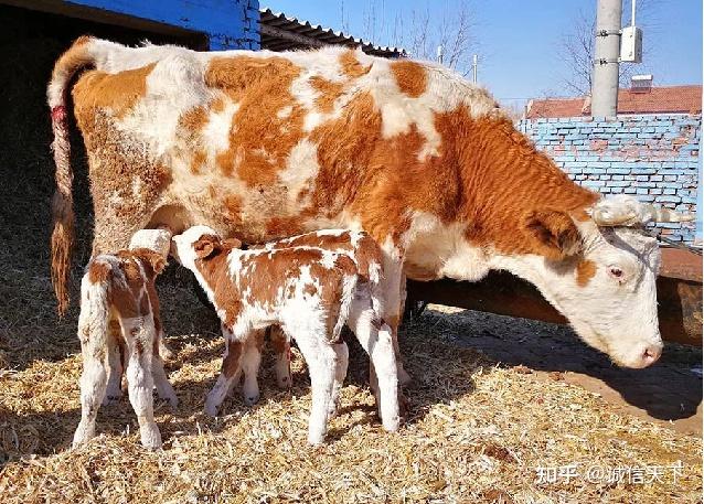 头产小母牛用补硒吗（牛犊补硒方法）-硒宝网