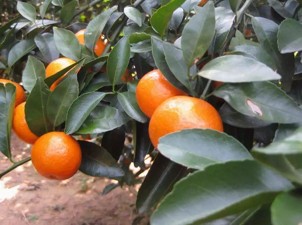 钙镁硒可以一起补吗（硒和镁可以一起吃吗）-硒宝网