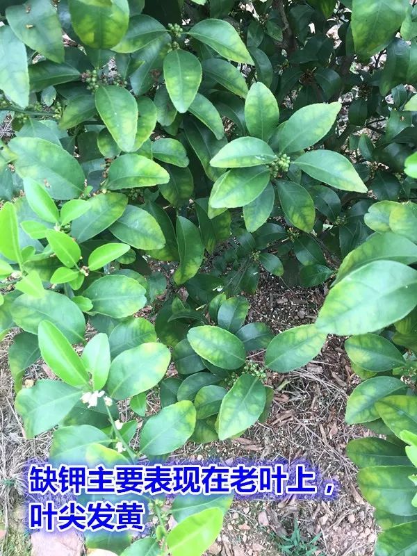 钙镁硒可以一起补吗（硒和镁可以一起吃吗）-硒宝网