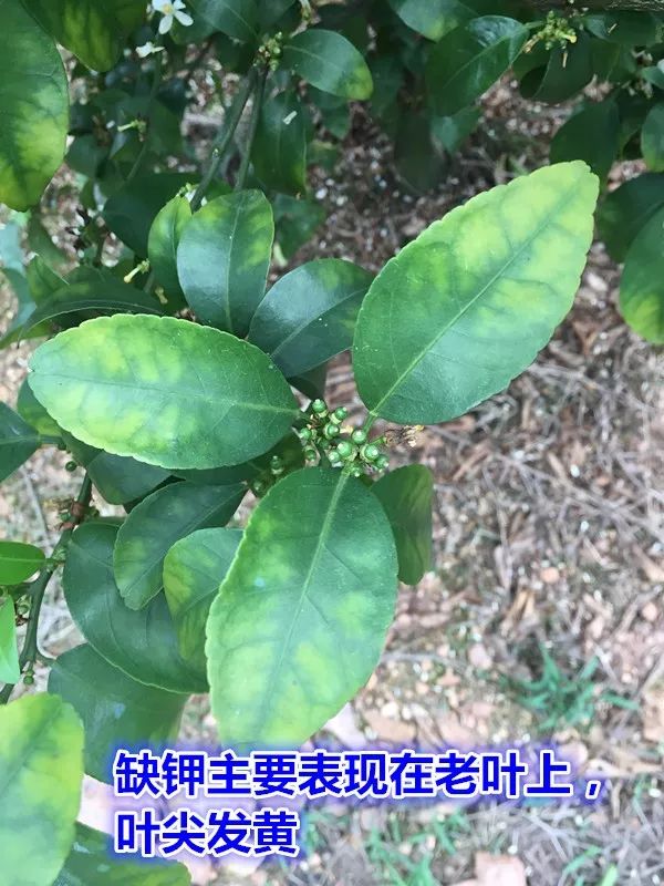 钙镁硒可以一起补吗（硒和镁可以一起吃吗）-硒宝网