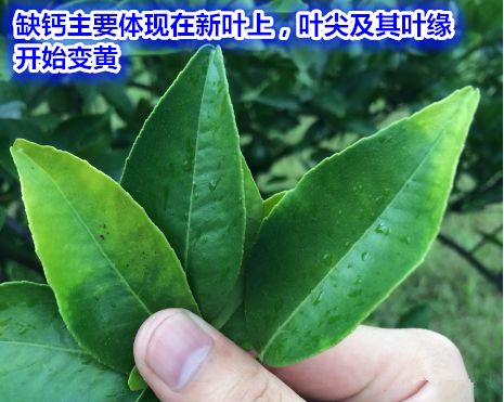 钙镁硒可以一起补吗（硒和镁可以一起吃吗）-硒宝网
