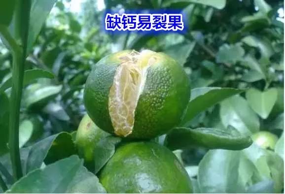 钙镁硒可以一起补吗（硒和镁可以一起吃吗）-硒宝网