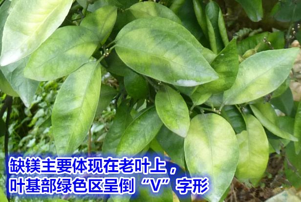 钙镁硒可以一起补吗（硒和镁可以一起吃吗）-硒宝网