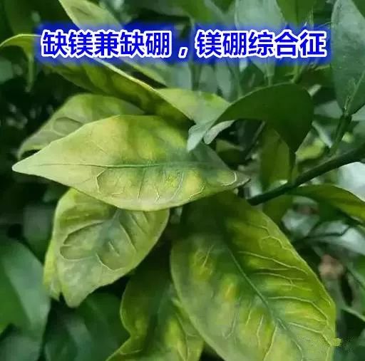 钙镁硒可以一起补吗（硒和镁可以一起吃吗）-硒宝网