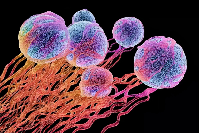 科学补硒的5大原则（如何理解科学补硒）-硒宝网