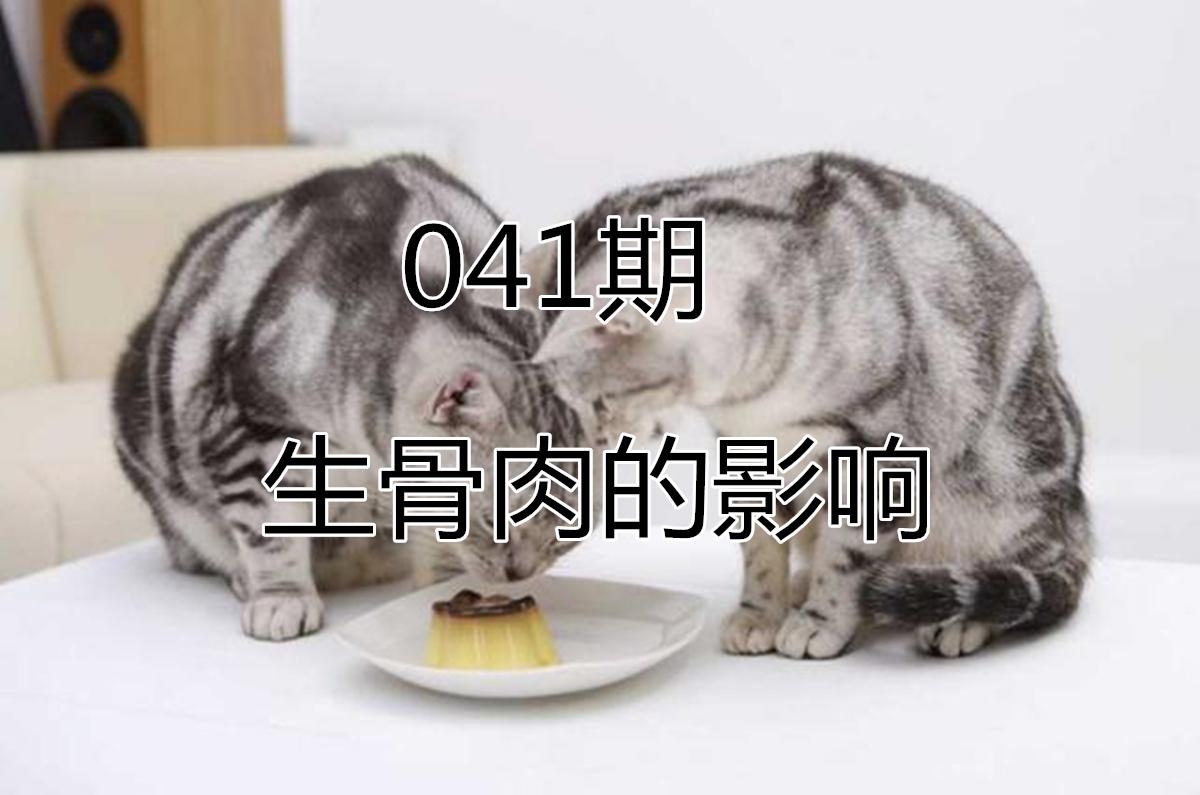 猫咪怎么补钙（猫咪补钙吃什么）-硒宝网