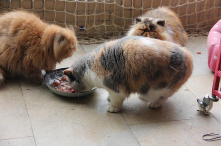 猫咪怎么补钙（猫咪补钙吃什么）-硒宝网