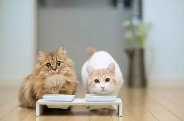 猫咪怎么补钙（猫咪补钙吃什么）-硒宝网