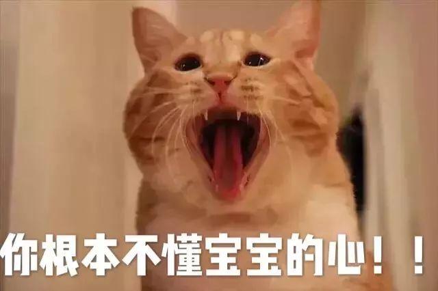 猫咪怎么补钙（猫咪补钙吃什么）-硒宝网