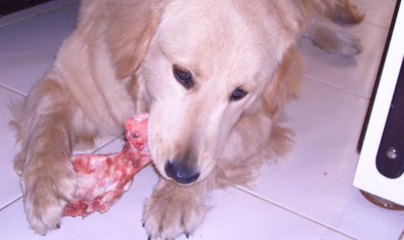 猫咪怎么补钙（猫咪补钙吃什么）-硒宝网