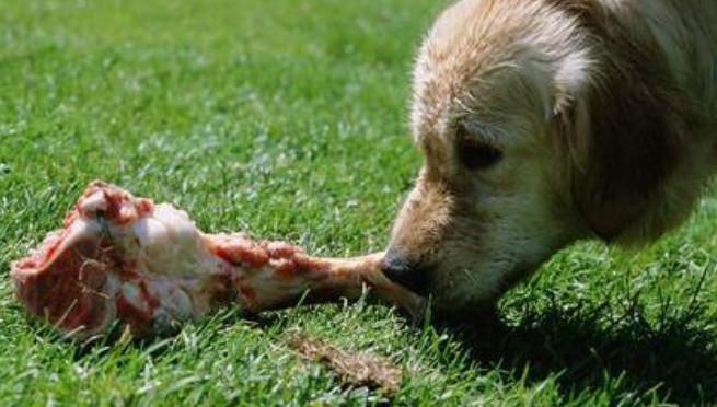 猫咪怎么补钙（猫咪补钙吃什么）-硒宝网