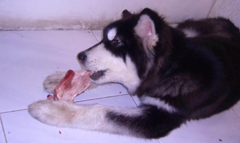 猫咪怎么补钙（猫咪补钙吃什么）-硒宝网