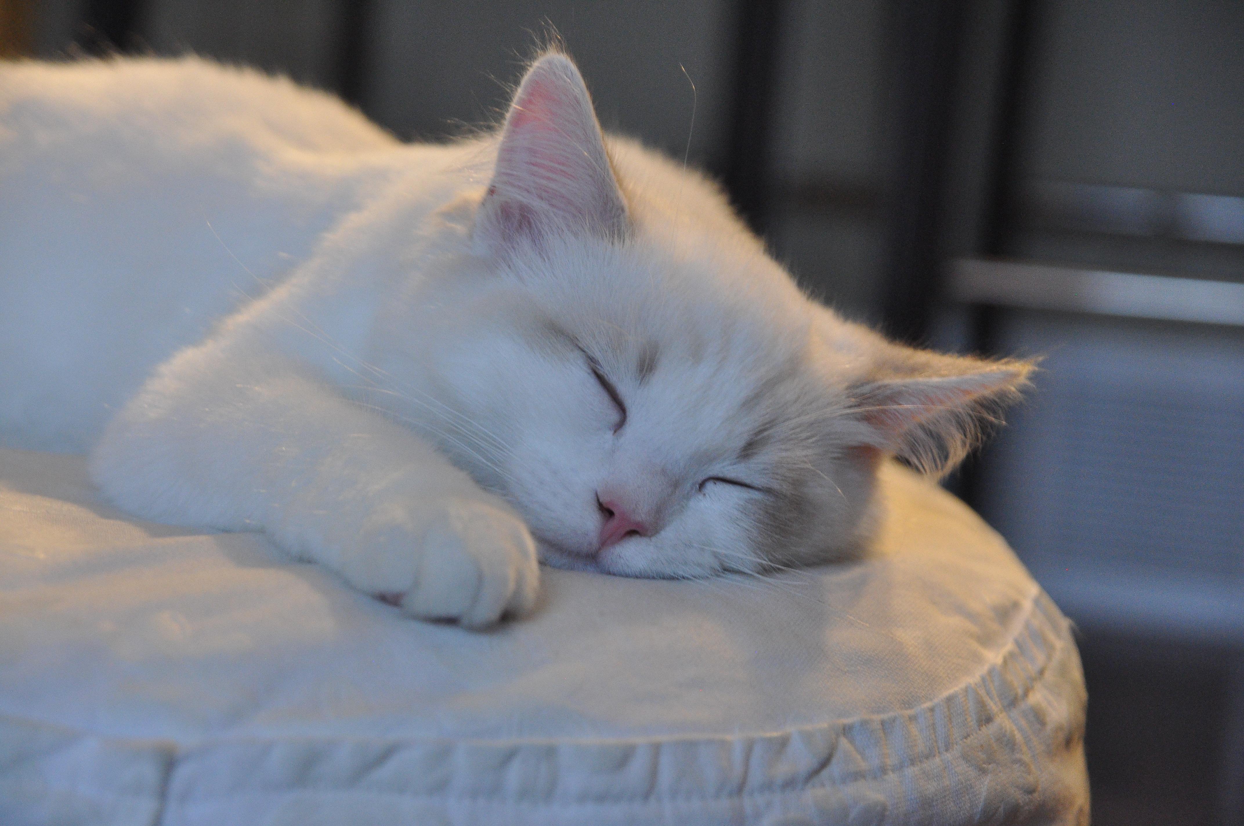 猫咪怎么补钙（猫咪补钙吃什么）-硒宝网