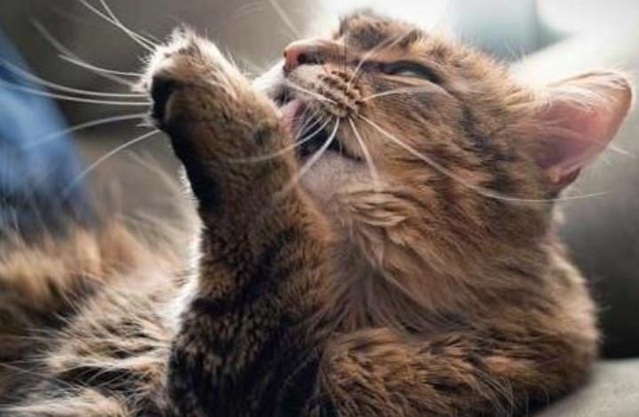 猫咪怎么补钙（猫咪补钙吃什么）-硒宝网