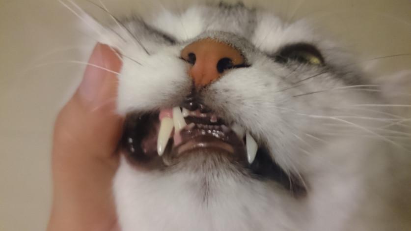 猫咪怎么补钙（猫咪补钙吃什么）-硒宝网