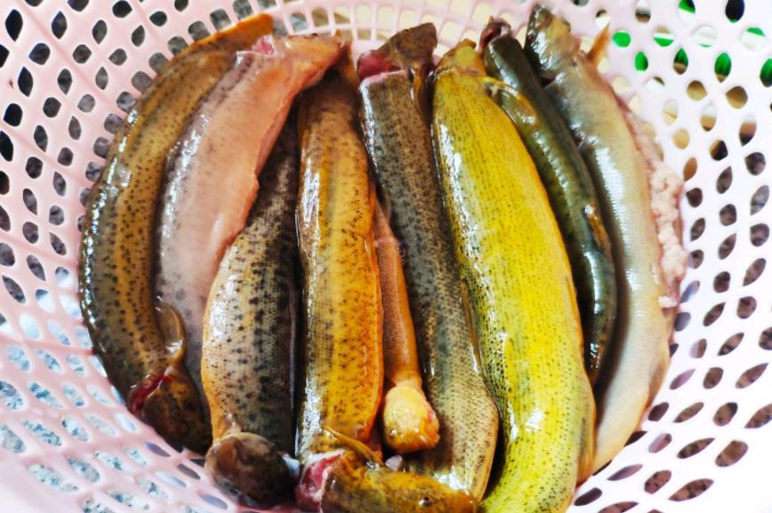 什么鱼补钙（补钙鱼类）-硒宝网