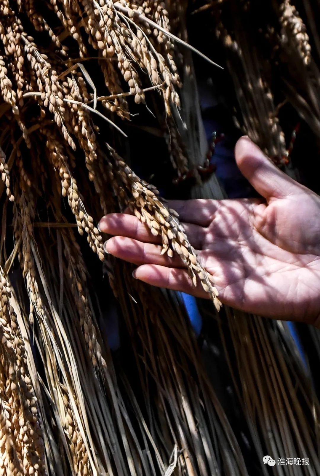 百度人体需要补硒吗(人体需要特别补充硒元素吗)-硒宝网