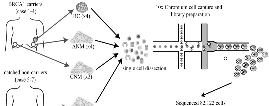 补钙胶囊(胶囊补钙怎么吃)-硒宝网