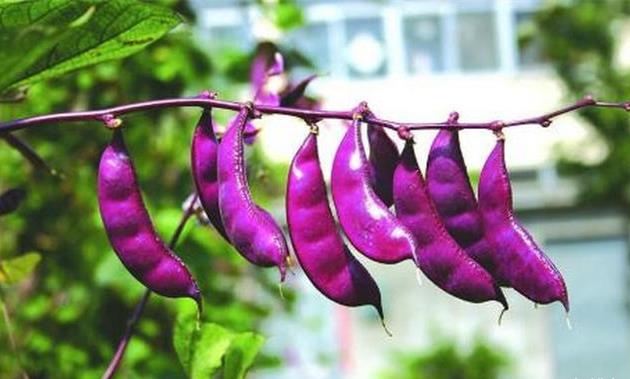 儿童吃什么补锌（儿童吃补锌过量会怎样）-硒宝网