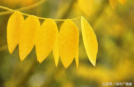 吃鱼骨头能补钙吗（吃鱼骨补钙能吸收吗）-硒宝网