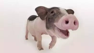 孕几月开始补钙(孕开始补钙月经会来吗)-硒宝网