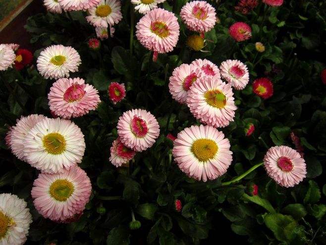 过敏性紫癜能补硒吗（过敏性紫癜可以吃钙吗）-硒宝网