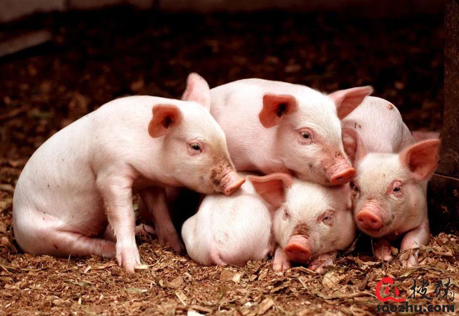 猪一般补硒的方法是（猪怎么补硒）-硒宝网